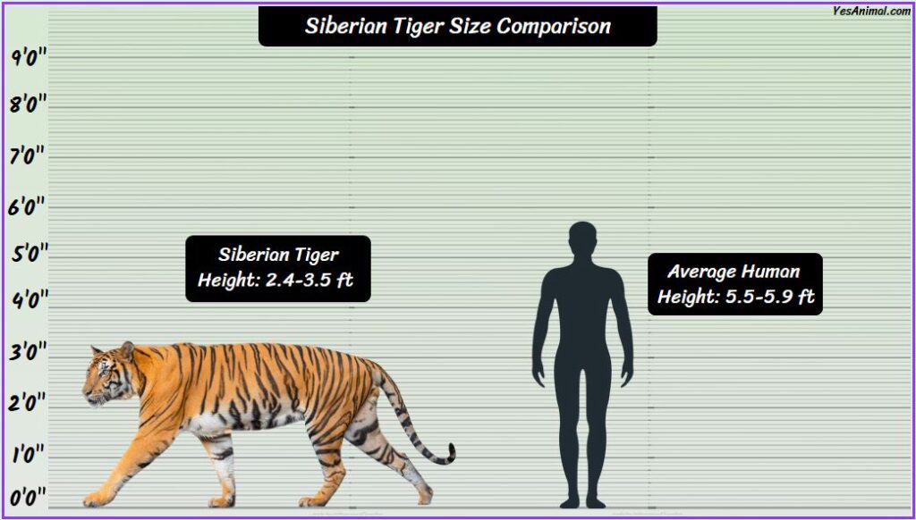Siberian Tiger Size compared to human