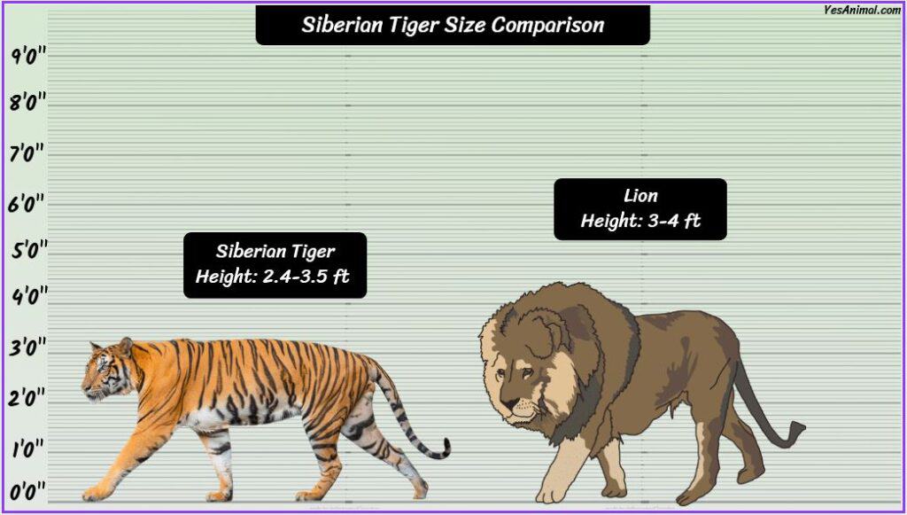Siberian Tiger Size compared to lion