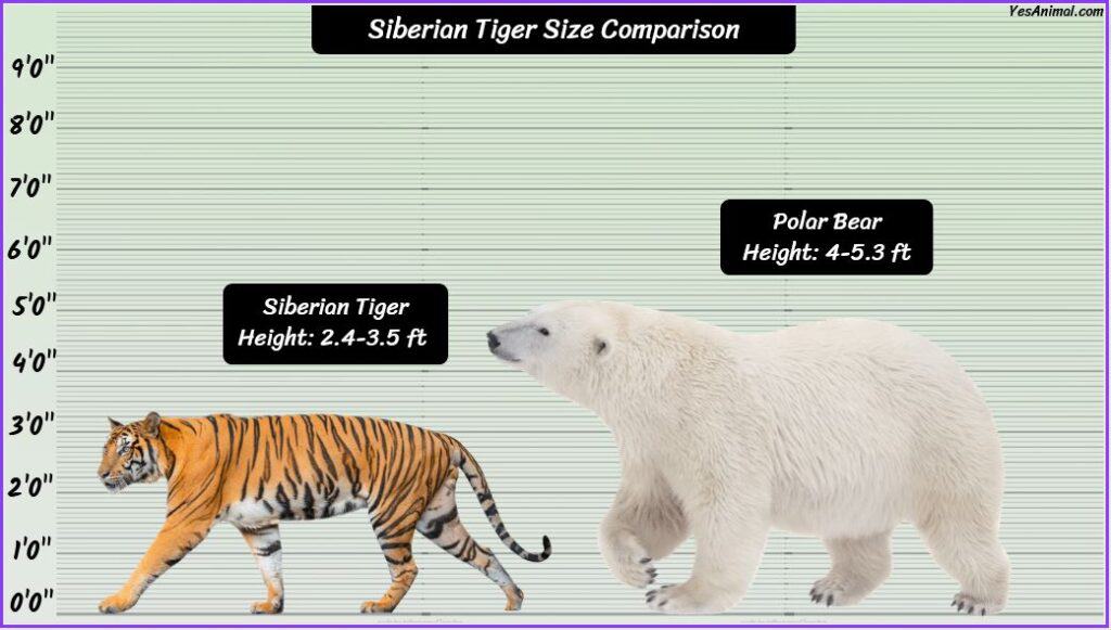 Siberian Tiger Size compared with polar bear