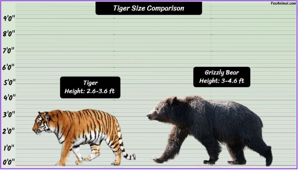 Tiger Size compared with grizzly bear