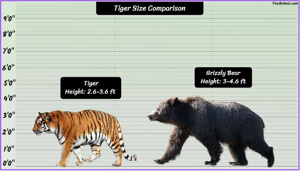 Tiger Size: How Big Are They Compared To Others?