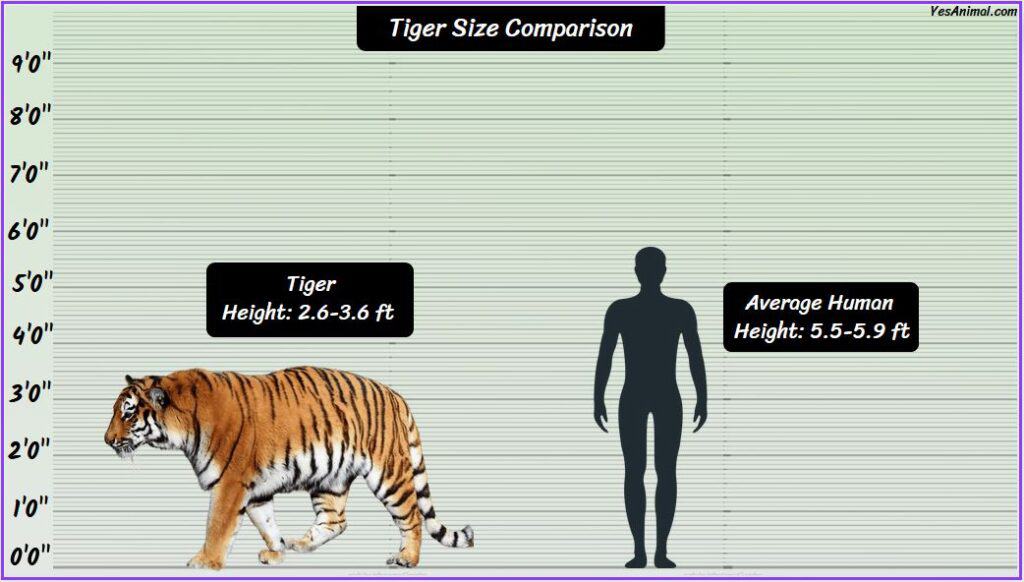 Tiger Size compared with human