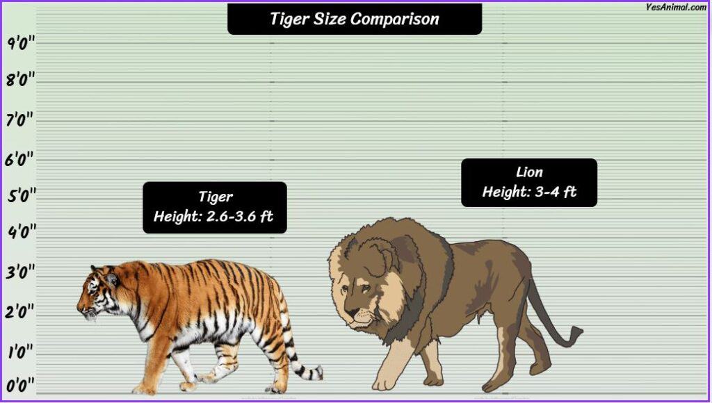 Tiger Size compared with lion