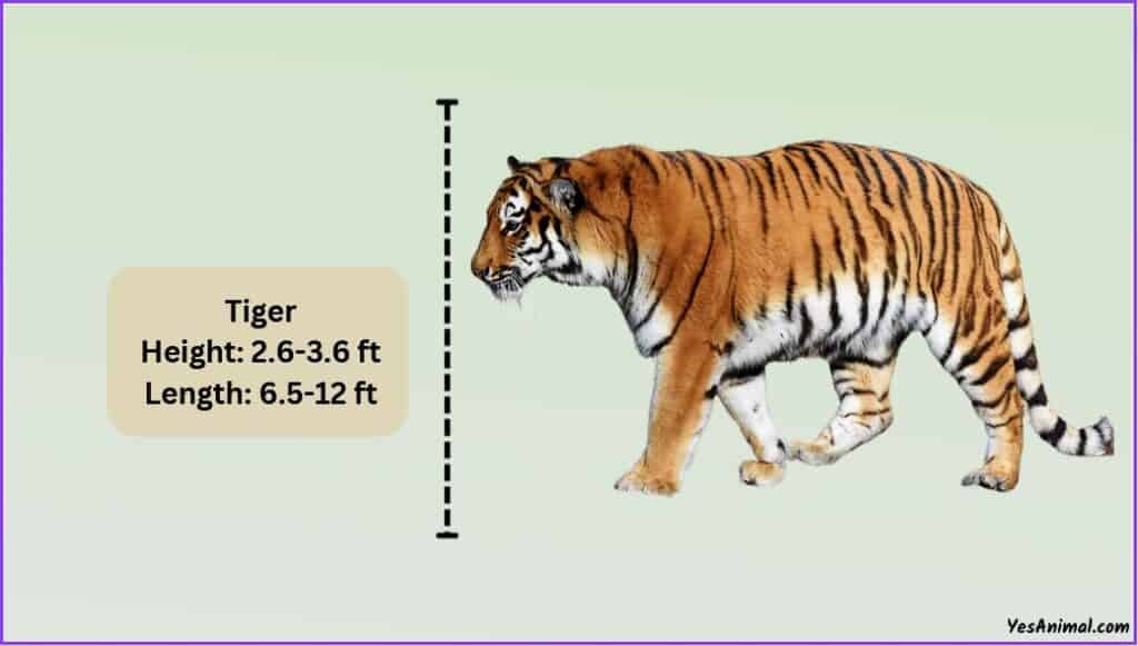 Tiger Size