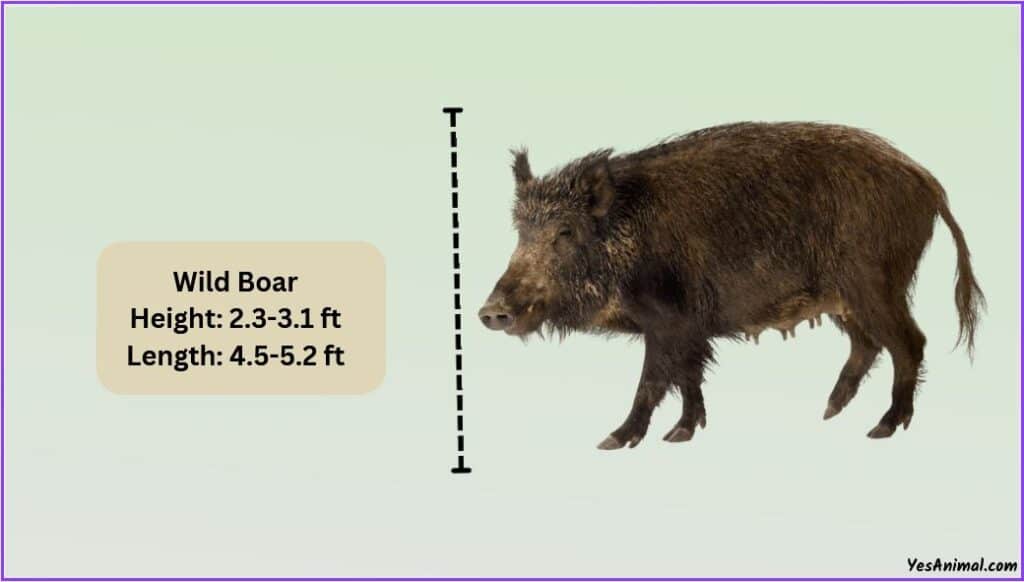 Wild Boar Size