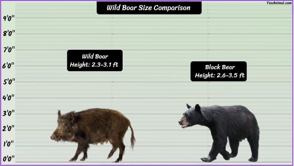 Wild Boar Size compared with bear