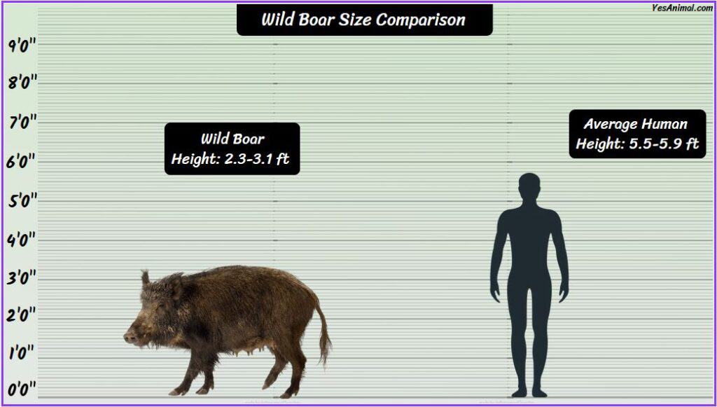 Wild Boar Size compared with human