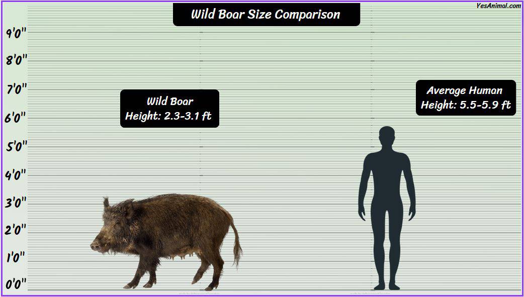 wild-boar-size-explained-how-big-are-they-comparison