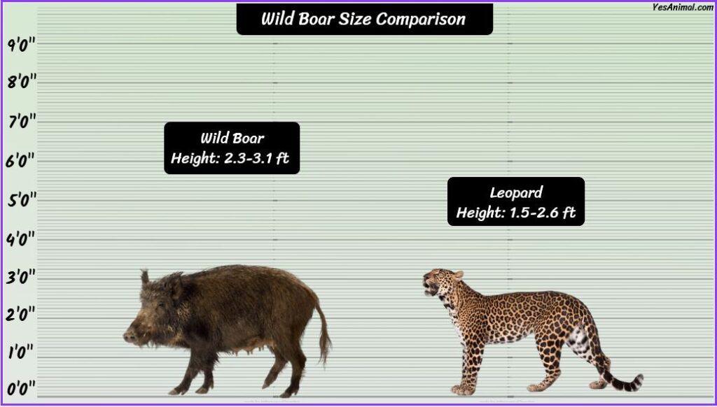 Wild Boar Size compared with leopard