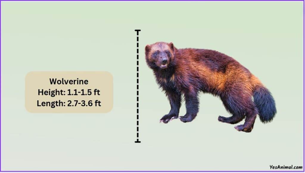 Wolverine Animal Size