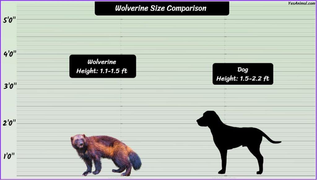 Wolverine Animal Size compared with dog