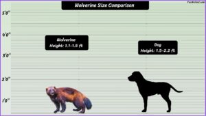 Wolverine Animal Size Explained & Compared With Others