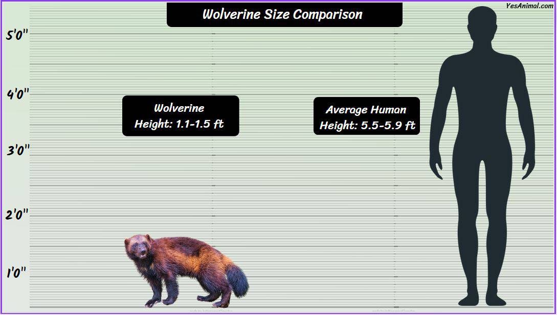 Wolverine Animal Size How Big Are They Compared To Others?