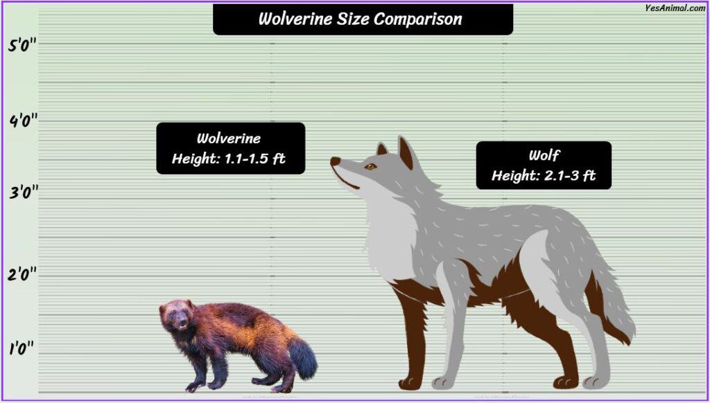 Wolverine Animal Size compared with wolf