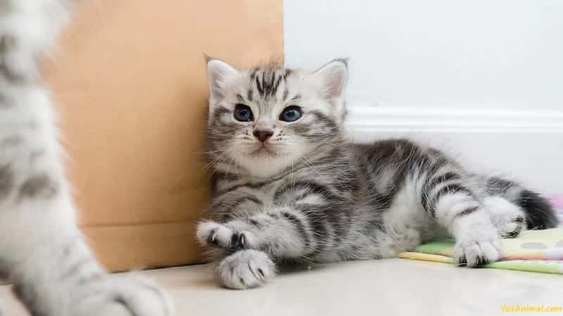 American Shorthair Kitten