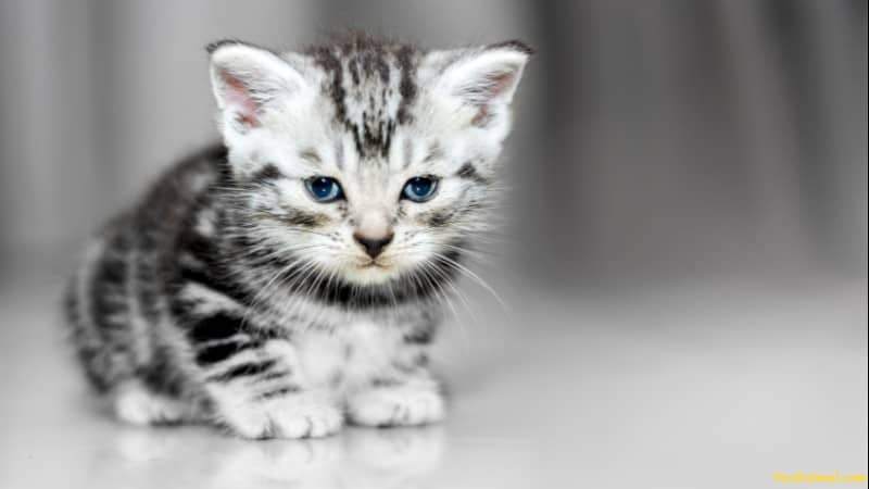 American Shorthair Kitten