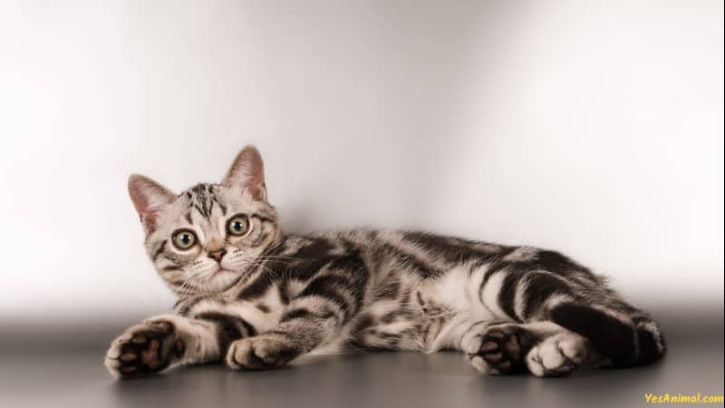 American Shorthair Kitten