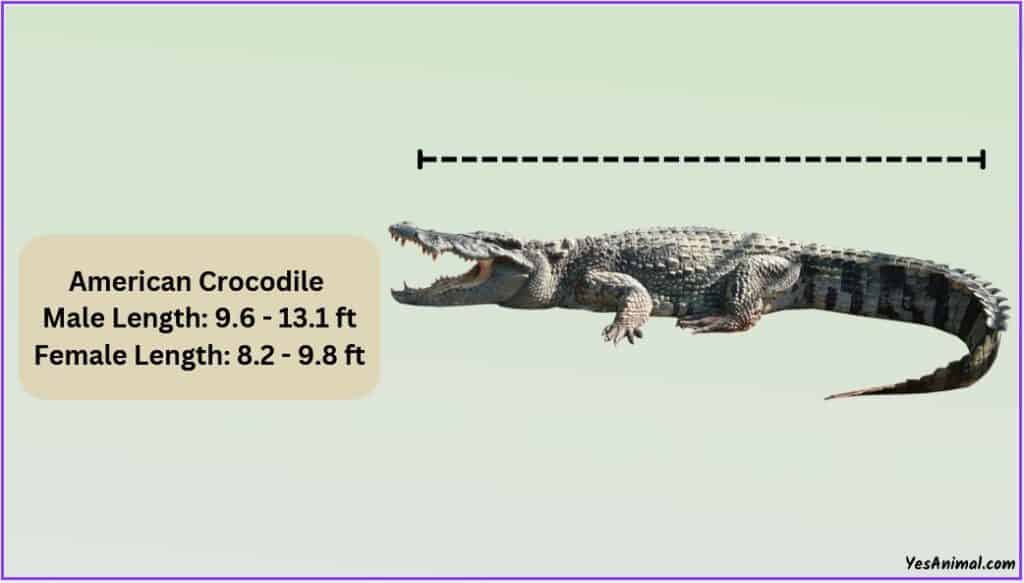 American Crocodile Size