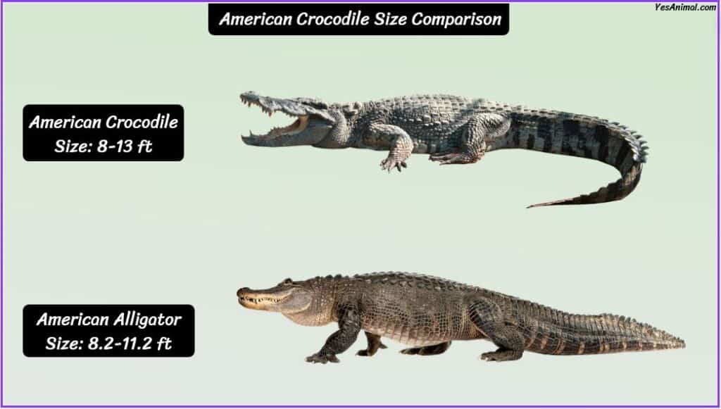 American Crocodile Size compared to Alligator