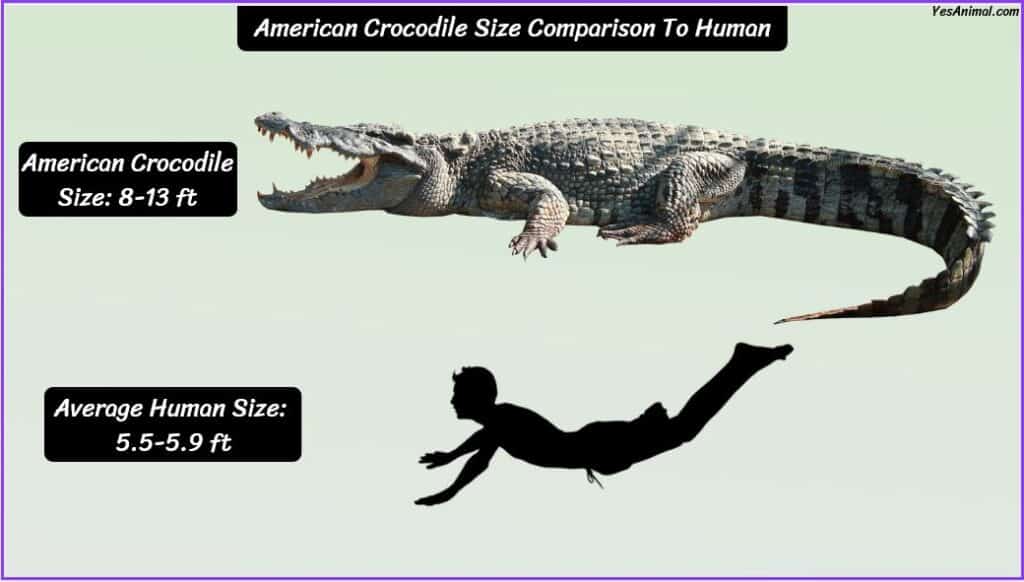 American Crocodile Size compared to human