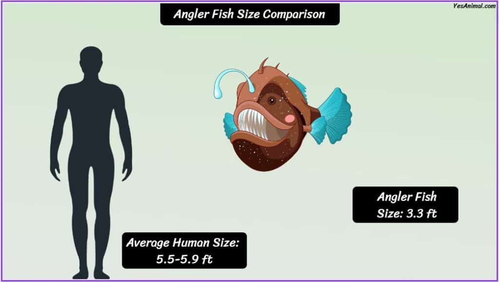Anglerfish Size compared with human