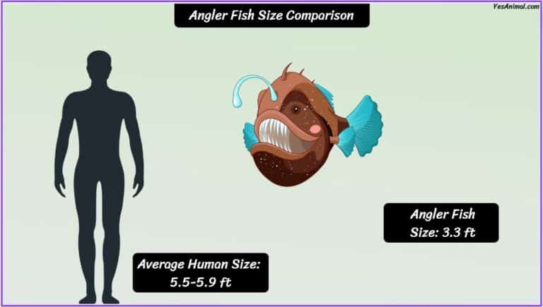 anglerfish-size-how-big-are-they-compared-to-others