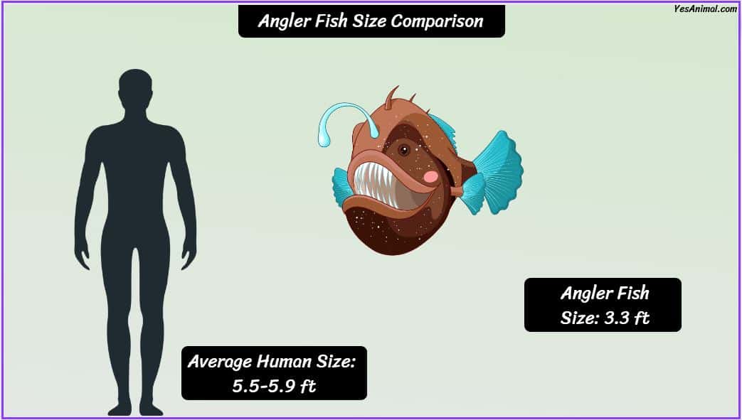 Anglerfish Size How Big Are They Compared To Others?