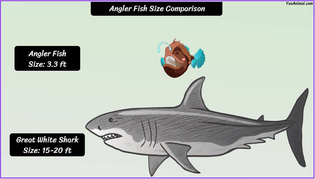 Anglerfish Size: How Big Are They Compared To Others?