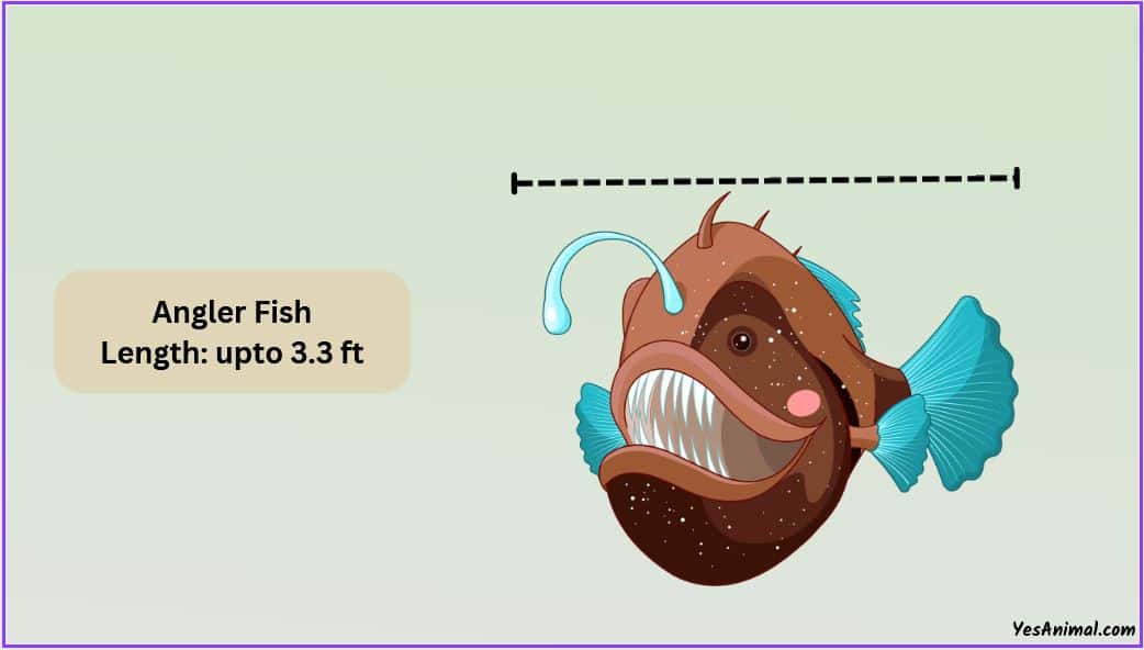 anglerfish-size-how-big-are-they-compared-to-others