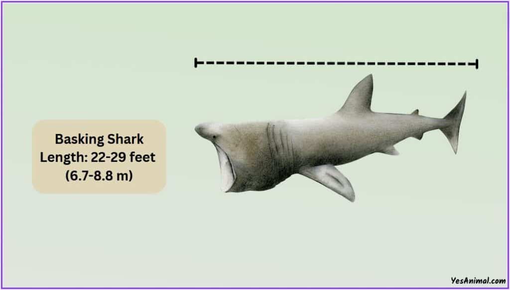 Basking Shark Size