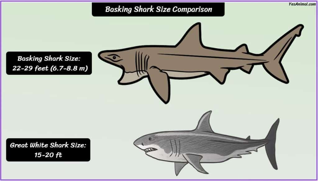 Basking Shark Size compared to great white shark