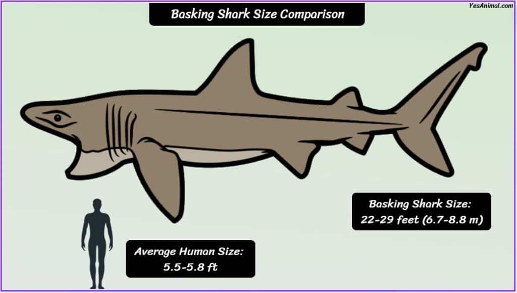 Basking Shark Size compared to human