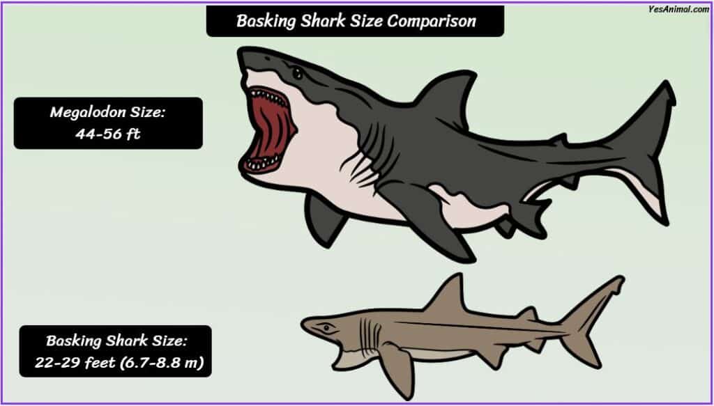 Basking Shark Size compared to megalodon