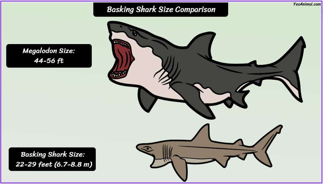 Basking Shark Size: How Big Are They Compared To Others?