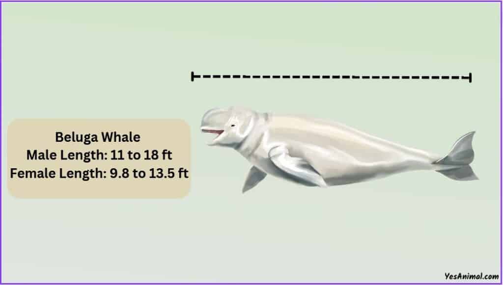 Beluga Whale Size