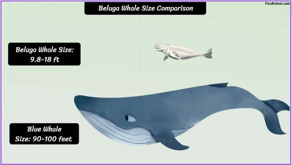 Beluga Whale Size compared with blue whale