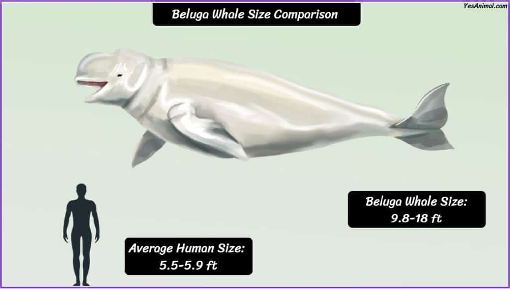 Beluga Whale Size compared with human