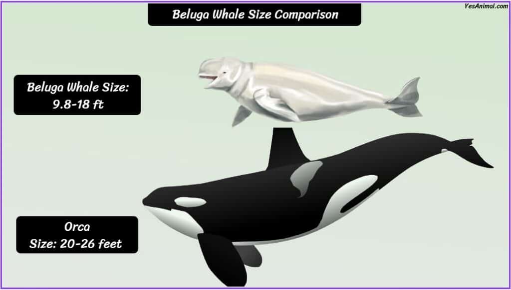Beluga Whale Size compared with orca