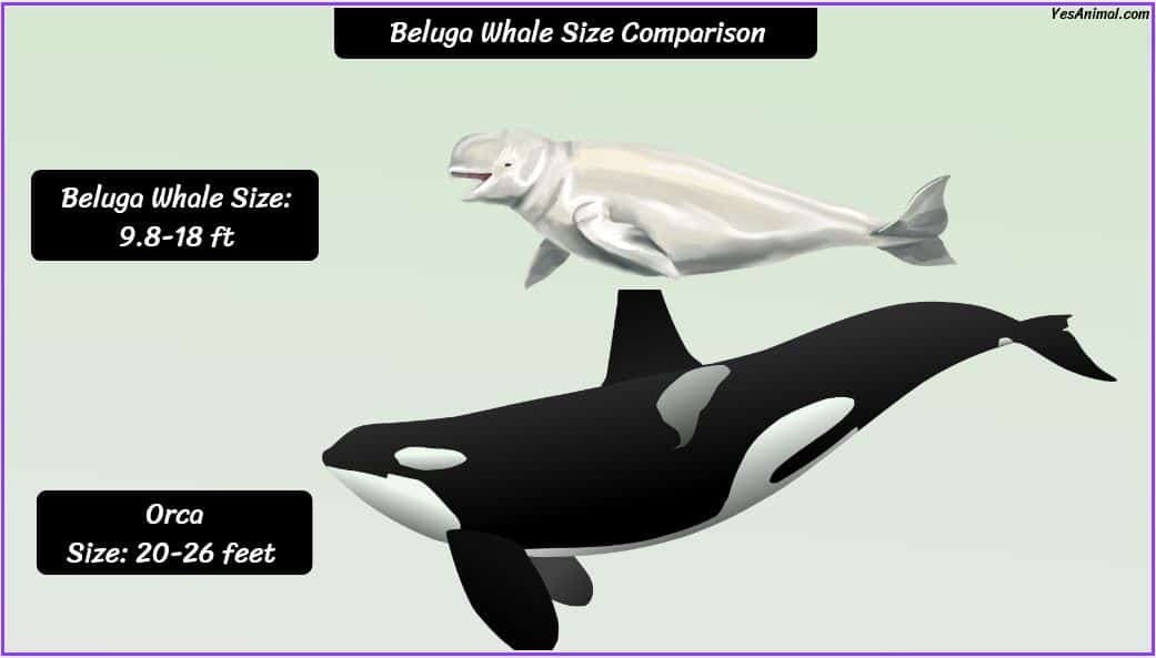 Beluga Whale Size: How Big Are They Compared To Others?