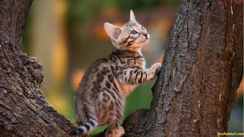 Bengal Kitten