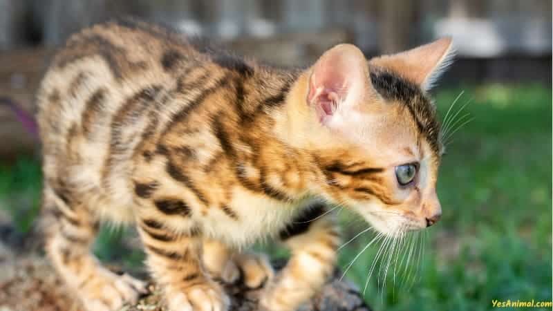 Bengal Kitten