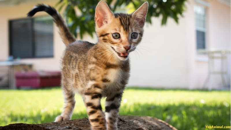 Bengal kitten