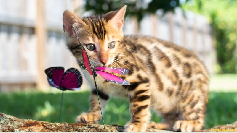 Bengal Kitten