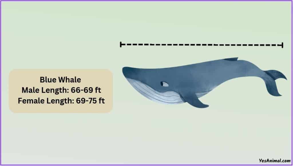 Blue Whale Size