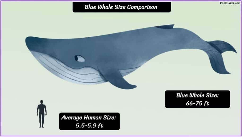 Blue Whale Size compared to human