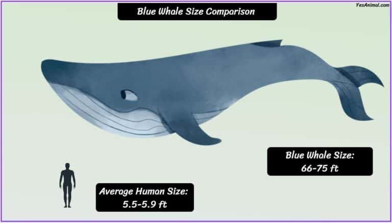 Blue Whale Size: How Big Are They Compared To Others?