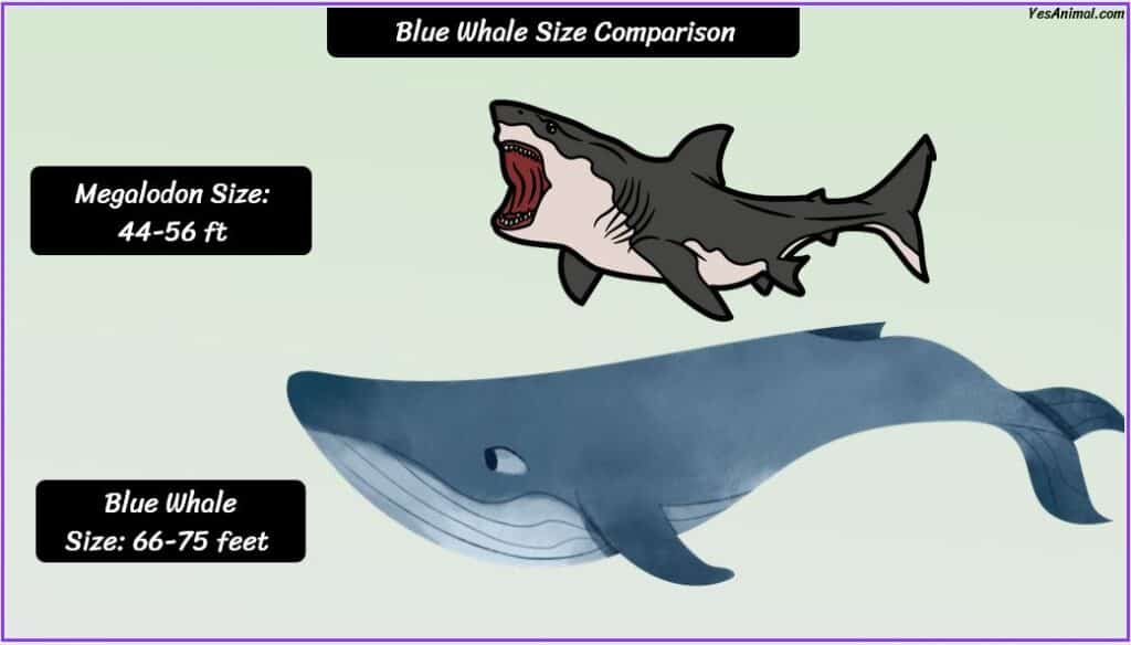 Blue Whale Size compared with megalodon