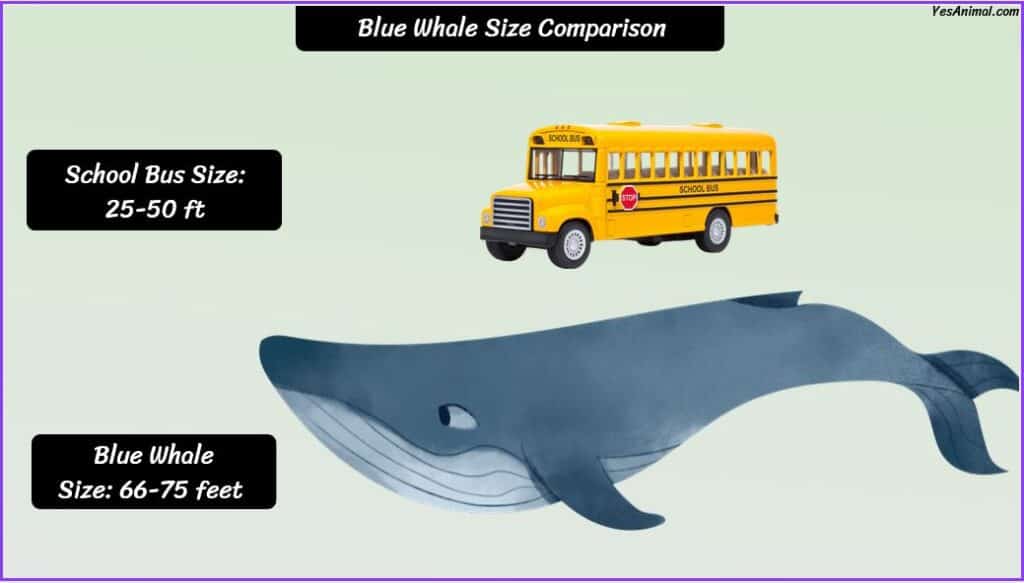 Blue Whale Size compared with school bus