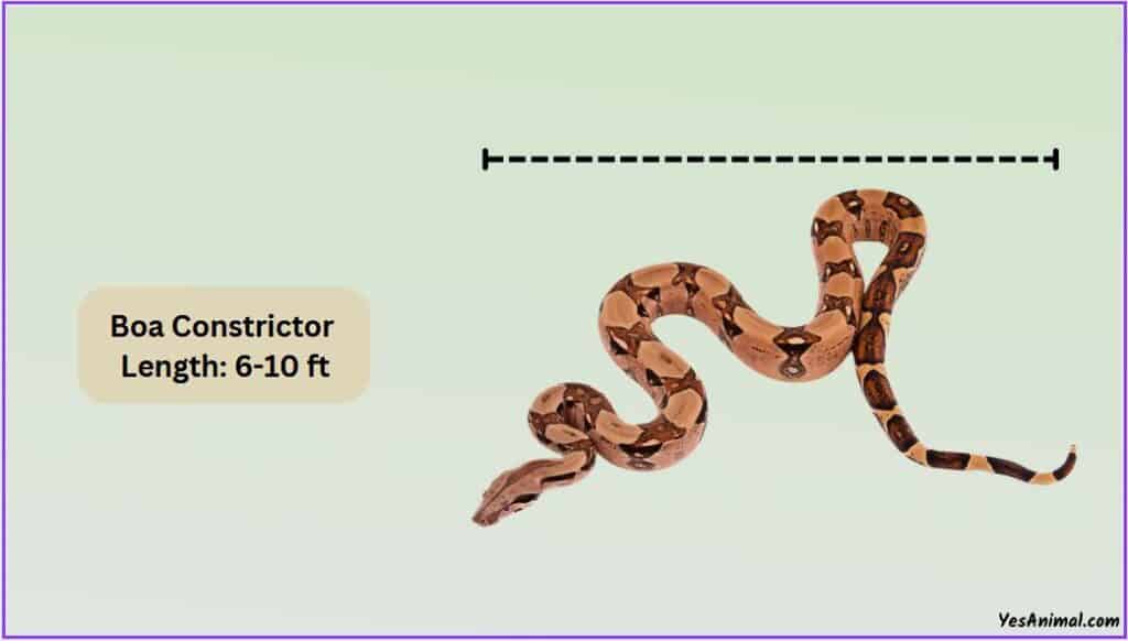 Boa Constrictor Size