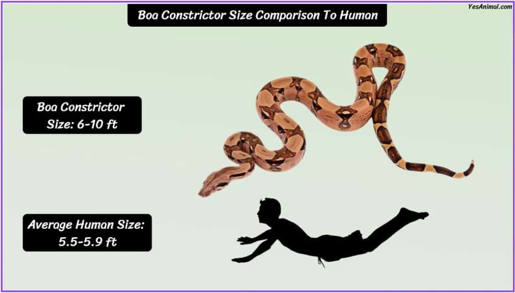 Boa Constrictor Size compared with human